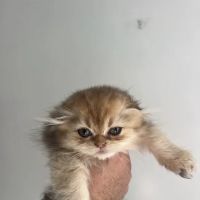 Roses Scottish Fold Cattery & Luxury Cats ico
