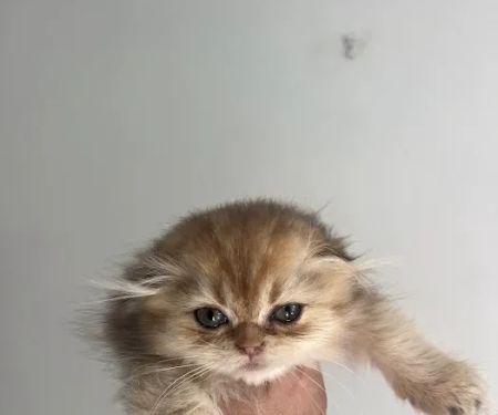 Roses Scottish Fold Cattery & Luxury Cats