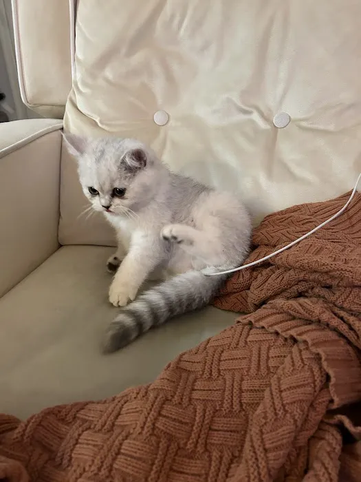 Roses Scottish Fold Cattery & Luxury Cats Picture 4