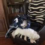 Tiny Paws Resale