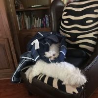 Tiny Paws Resale ico