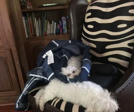 Tiny Paws Resale
