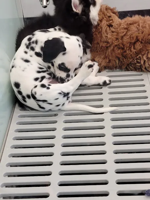 Petland Woodlands Picture 2