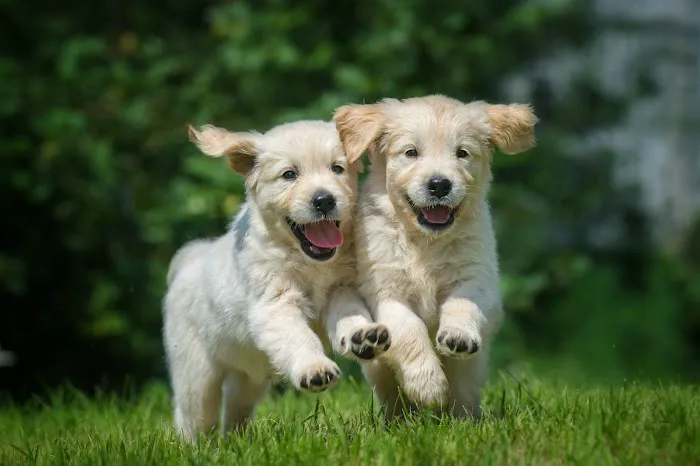 Petland Woodlands Picture 10