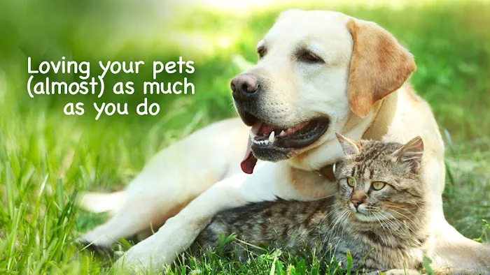 Agawam Animal Hospital Picture 1