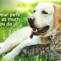 Agawam Animal Hospital ico