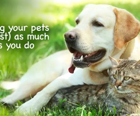 Agawam Animal Hospital