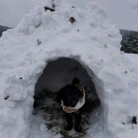 Copper Ridge Animal Hospital ico