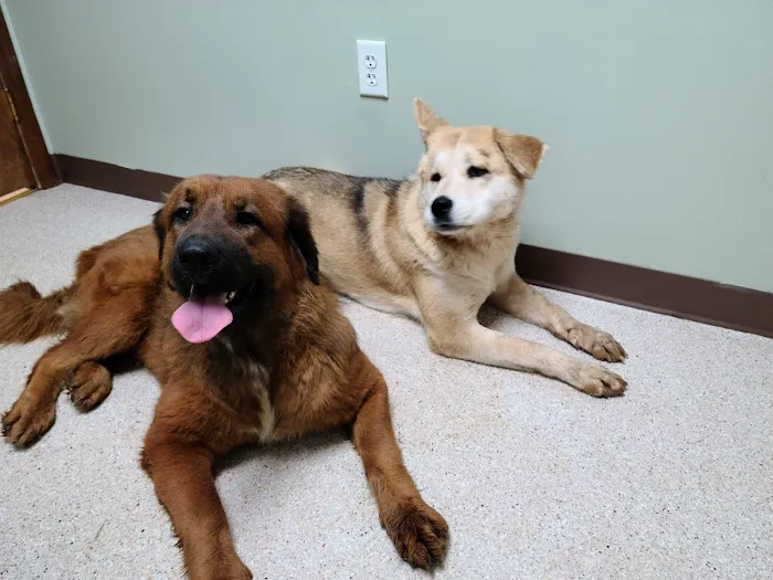 Mountainview Veterinary Services Picture 8