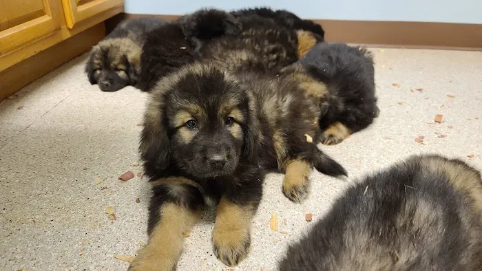 Mountainview Veterinary Services Picture 1