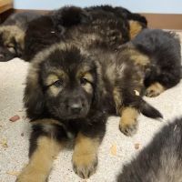 Mountainview Veterinary Services ico