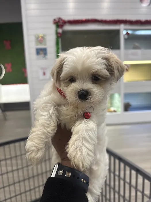 Find A Pet Picture 5