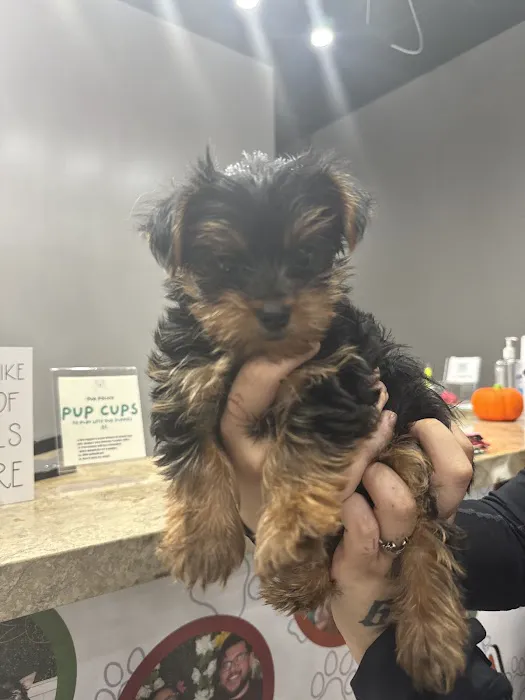 Find A Pet Picture 4