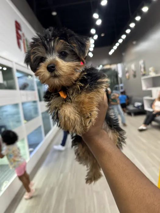 Find A Pet Picture 2