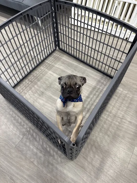 Find A Pet Picture 10