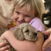 Kingdom Cavapoo ico