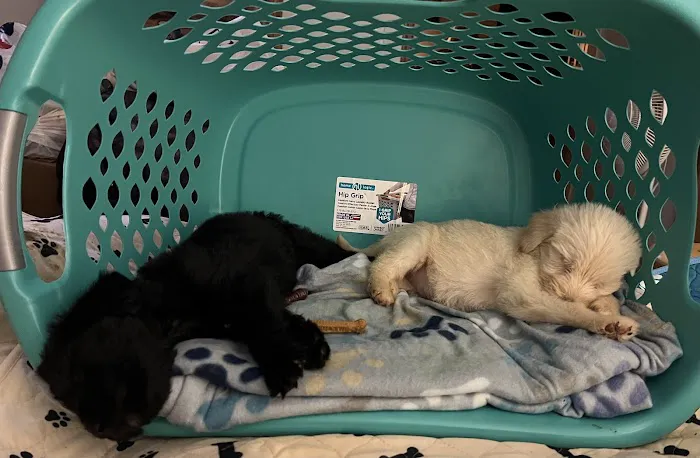 Hi-Rock Animal Hospital Picture 2