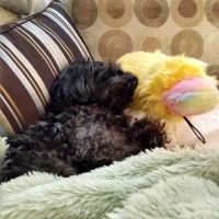 Hi-Rock Animal Hospital ico