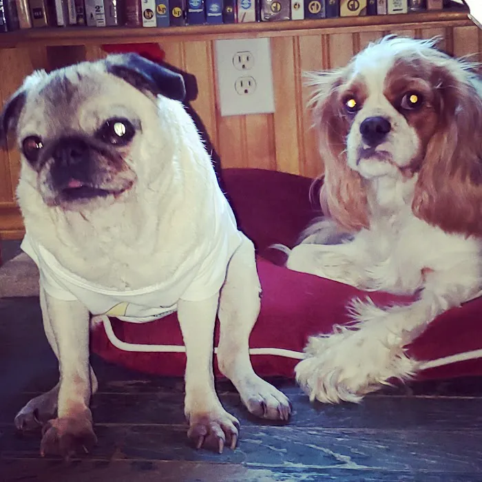 Hi-Rock Animal Hospital Picture 4
