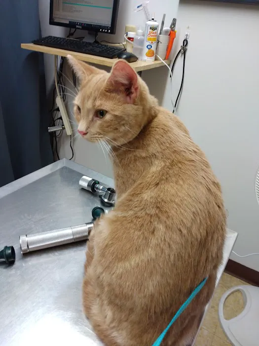 Augusta Animal Hospital Picture 9