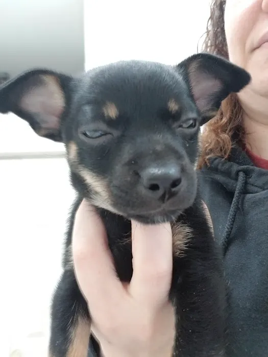 Cacapon Veterinary Medical Center Picture 8