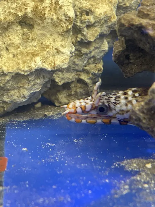 Limitless Aquatics Picture 8