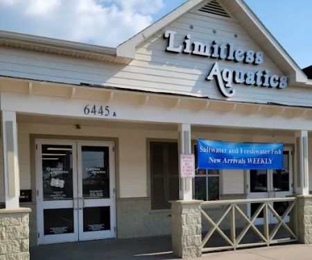 Limitless Aquatics