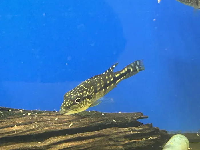 Limitless Aquatics Picture 7