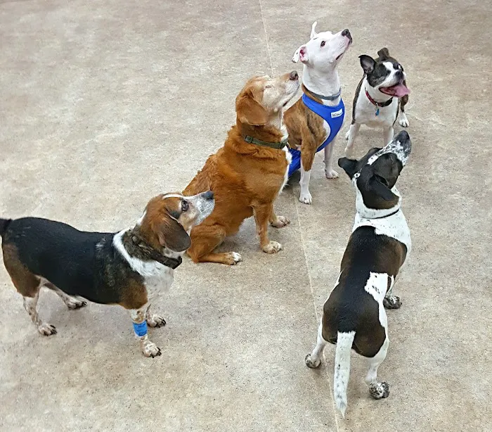 North Branch Animal Hospital Picture 5