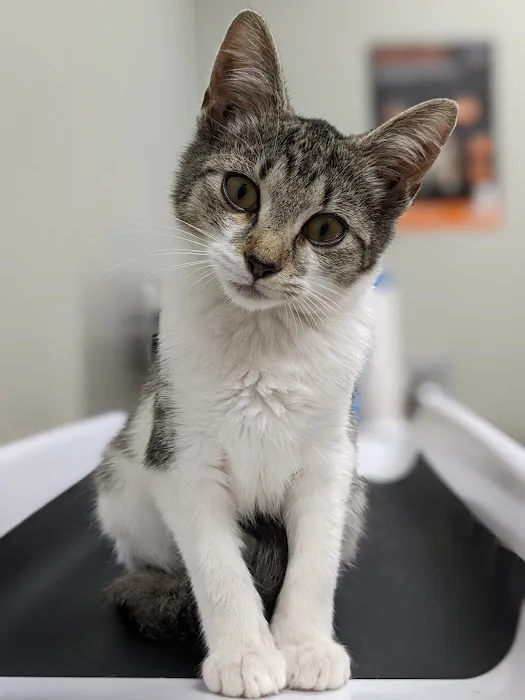 North Branch Animal Hospital Picture 1