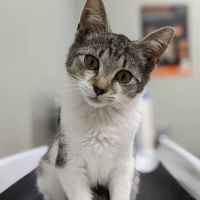 North Branch Animal Hospital ico