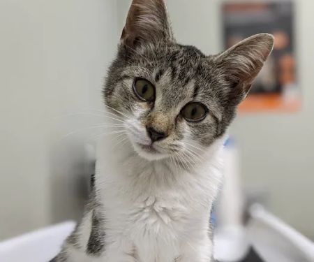 North Branch Animal Hospital