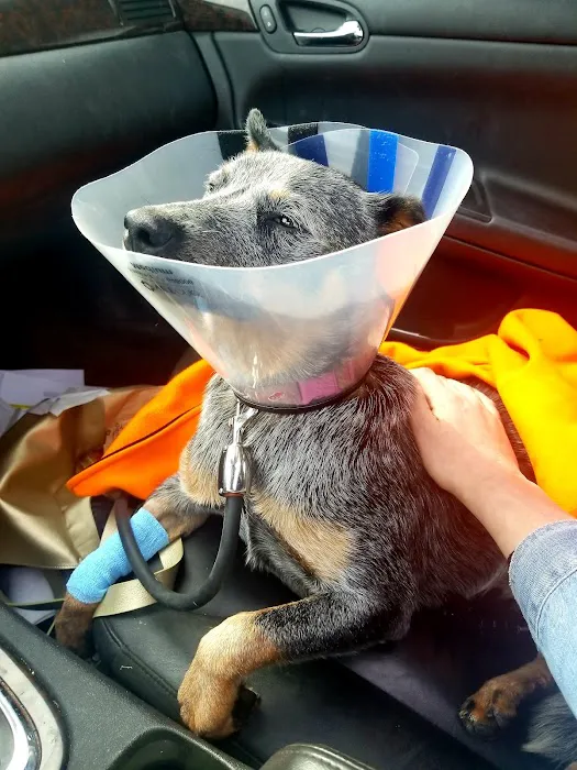North Branch Animal Hospital Picture 3