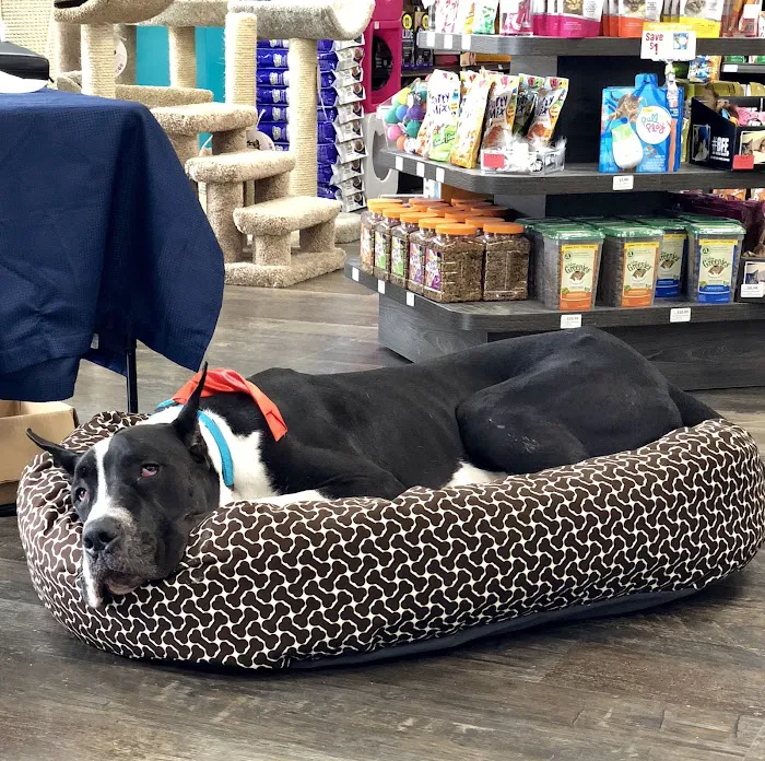 Pet Supermarket Picture 8