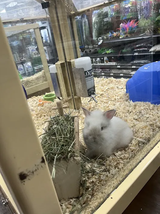Pet Supermarket Picture 7