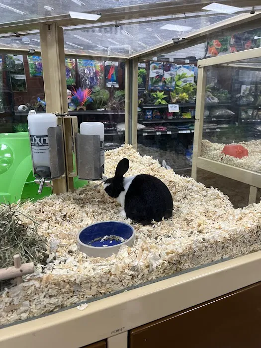 Pet Supermarket Picture 8