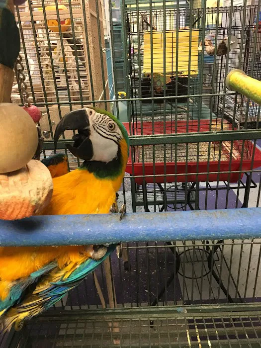All About Birds Picture 2