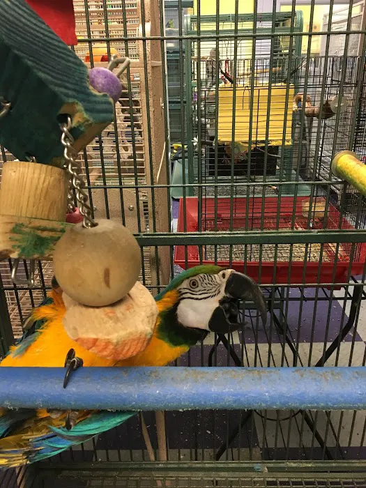 All About Birds Picture 1