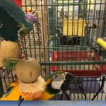 All About Birds