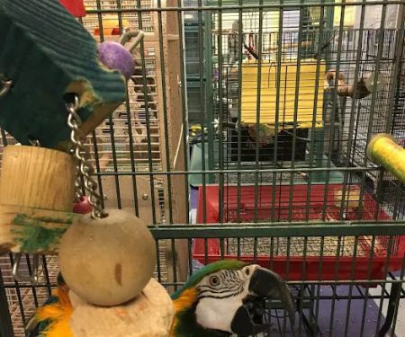 All About Birds