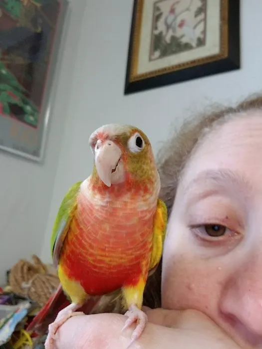 All About Birds Picture 4