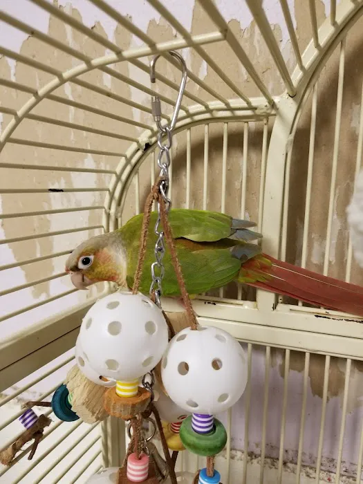 All About Birds Picture 6