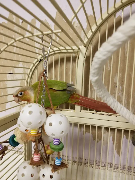 All About Birds Picture 9