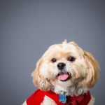 Spotsylvania Animal Hospital