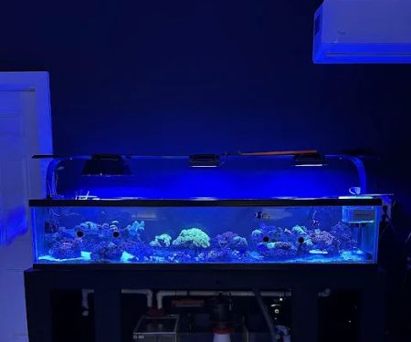 The Reef Vault