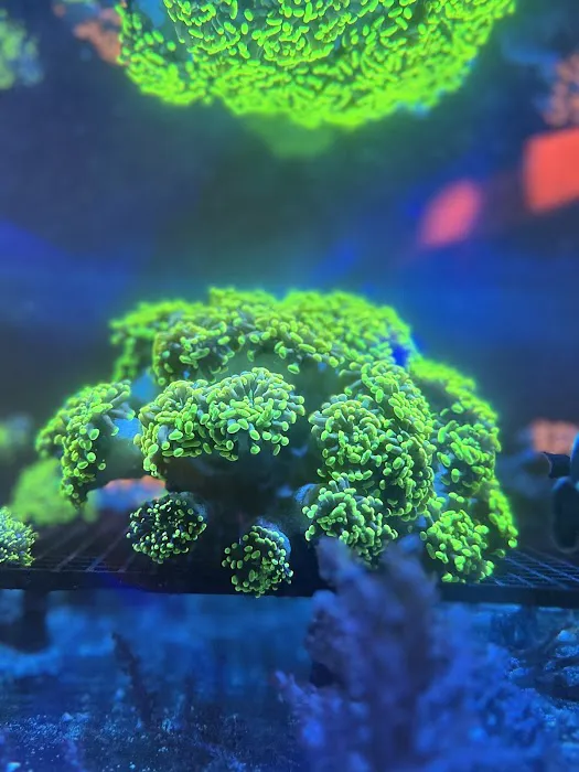 The Reef Vault Picture 6
