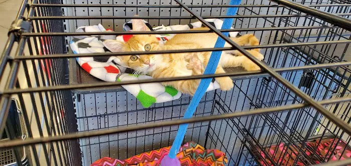 Pet Supplies Plus Shops at Young Ranch Picture 4