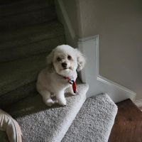Pet Supplies Plus Shops at Young Ranch ico
