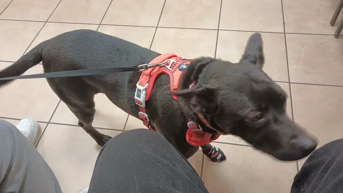 Four Paws Animal Hospital & Wellness Center Picture 2