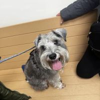 Banfield Pet Hospital ico